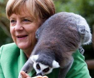 Merkel obsiadły papugi