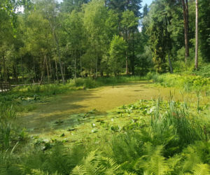 Leśne Arboretum Warmii i Mazur w Kudypach