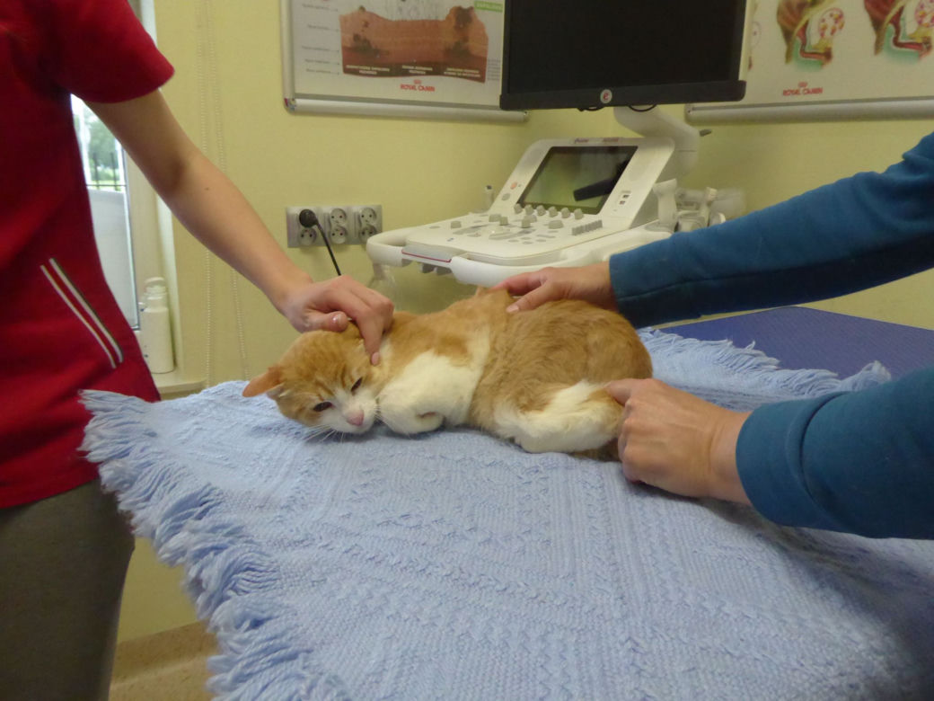 Koci szpitalik w Rzeszowie? Fundacja Felineus walczy o głosy