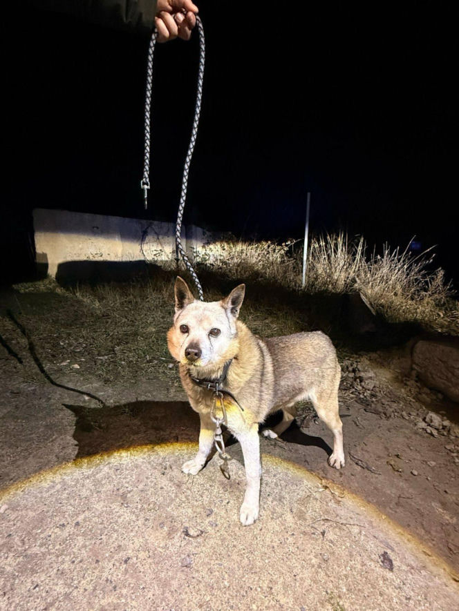 Skazał psa na powolną śmierć w zaroślach. Zwierzę pod Oławą było uwiązane na stalowej lince