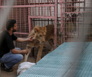 Na ratunek zoo