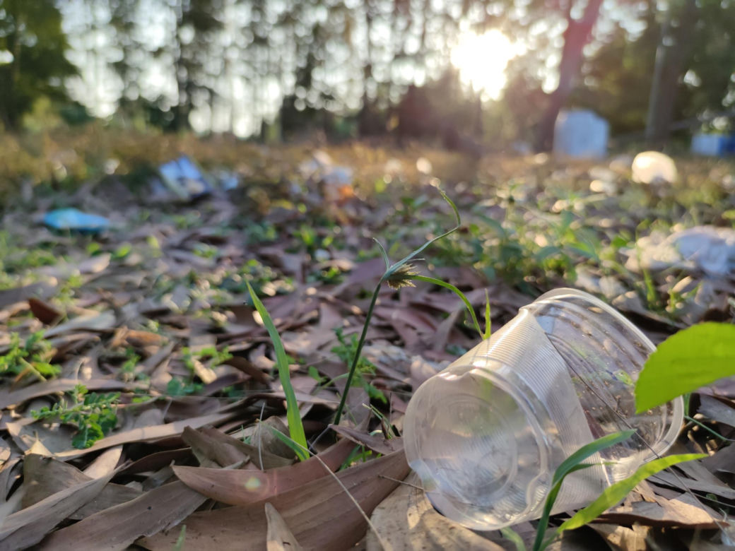 Kary za wyrzucanie śmieci do lasu w 2024
