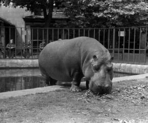 Zoo we Wrocławiu ma już 155 lat