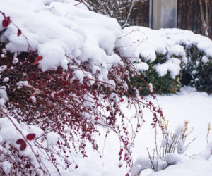 Czy śnieg chroni rośliny w ogrodzie, czy raczej im szkodzi?