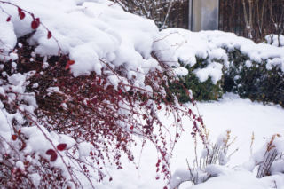 Gdy ogród zimą śpi, dzieje się najgorsze. Poznaj największe zimowe zagrożenia dla roślin