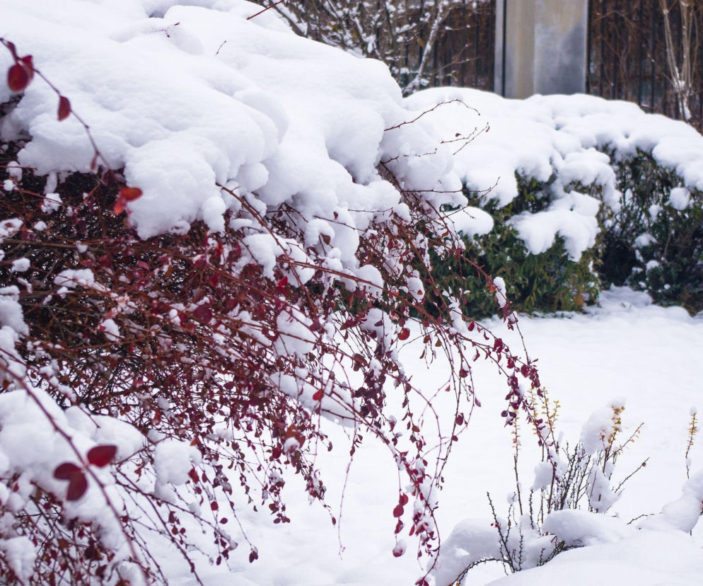 Czy śnieg chroni rośliny w ogrodzie, czy raczej im szkodzi?