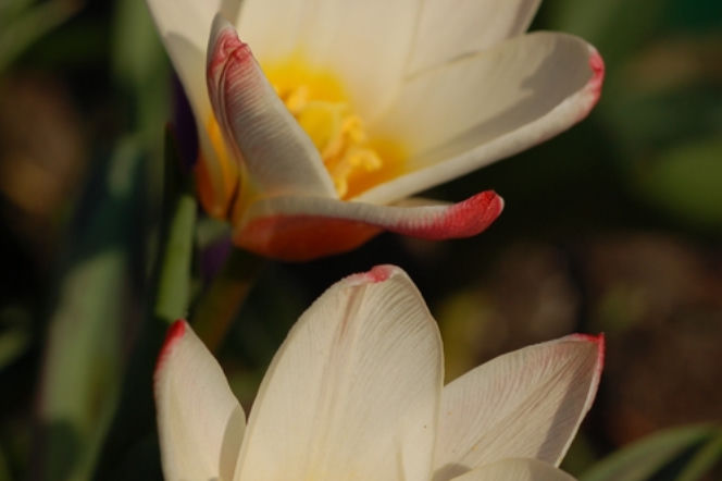 Galeria: Tulipan 'Heart's Delight'