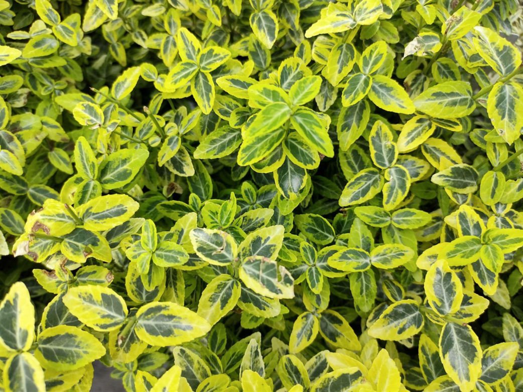 Trzmielina Fortune'a 'Emerald 'n' Gold'