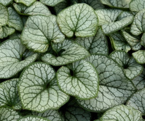 Brunnera wielkolistna