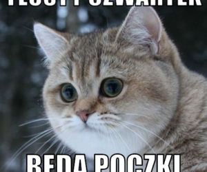 Memy na tłusty czwartek 2024 [GALERIA]