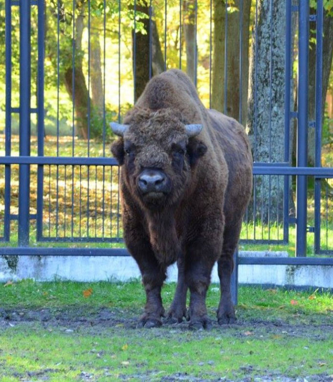 Legendarny żubr z Akcent ZOO w Białymstoku nie żyje. Zwierzę miało 20 lat! 