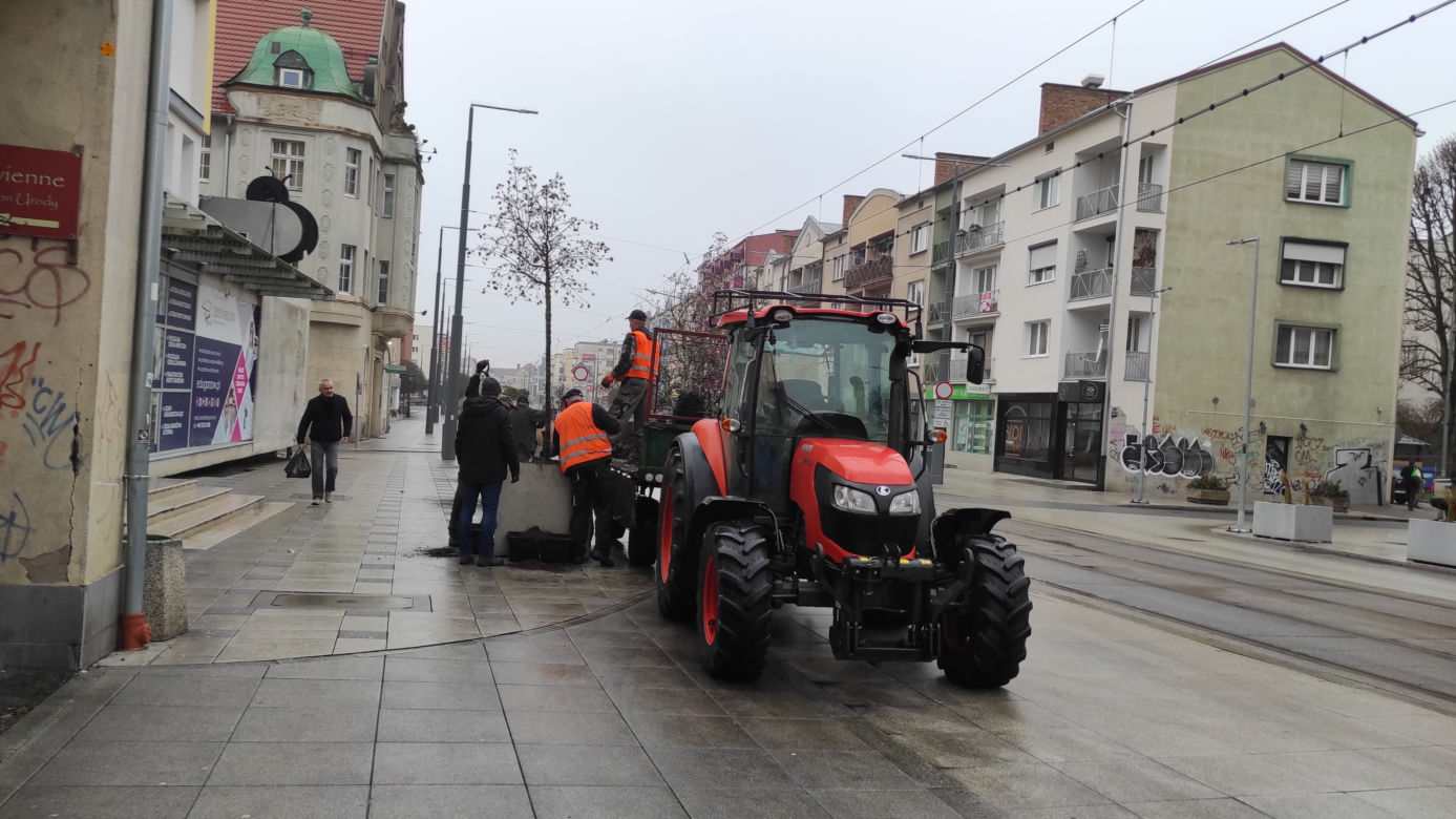Przesadzanie drzew z betonowych donic
