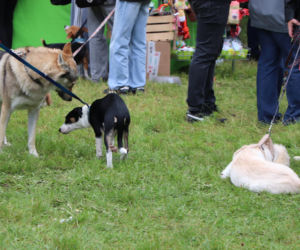 XIII Piknik Przyjaciół Schroniska w Toruniu. Fotorelacja z imprezy