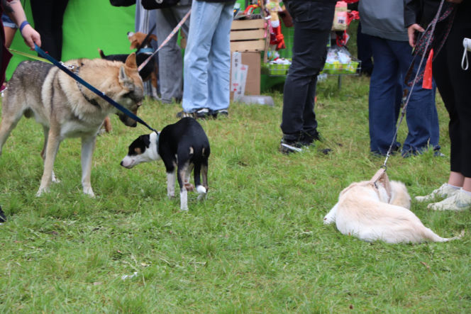 XIII Piknik Przyjaciół Schroniska w Toruniu. Fotorelacja z imprezy