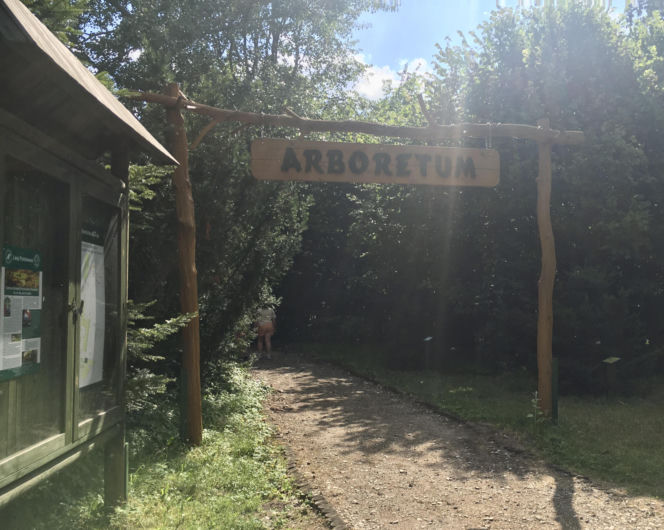 Arboretum w Marculach