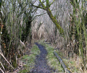 Leżał w zaroślach kilkaset metrów domu. 75-latek był o krok od śmierci