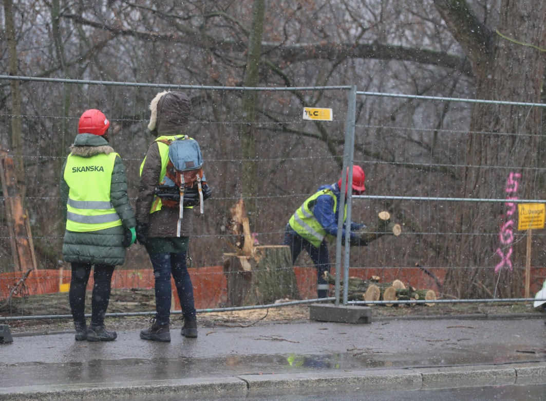 Wycinka drzew wzdłuż Wybrzeża Helskiego