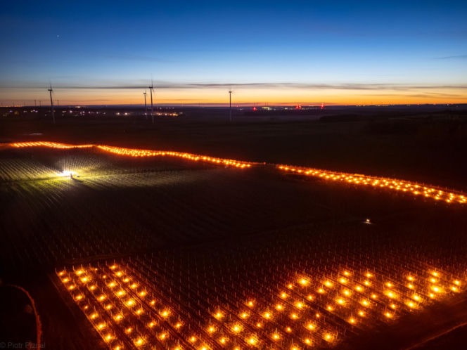 Przymrozki w winnicy - podgrzewanie winorośli
