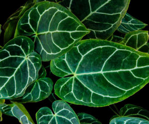 Anthurium clarinervium