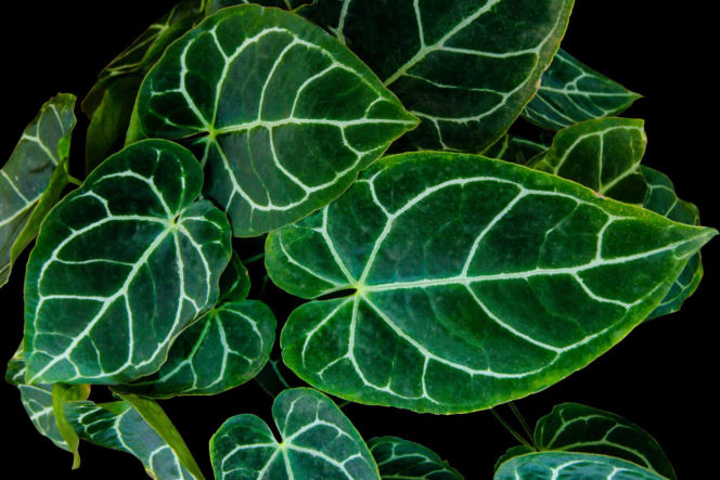 Anthurium clarinervium