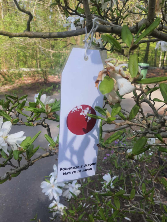 Kwitnące wiśnie i magnolie w Ogrodzie Botanicznym w Powsinie