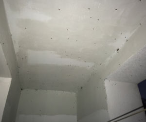 Biedronki azjatyckie zaatakowały całą Bydgoszcz. To prawdziwa inwazja! [ZDJĘCIA OD CZYTELNIKÓW]