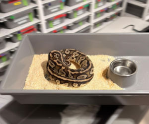 Krakowscy policjanci zabezpieczyli 148 pytonów królewskich