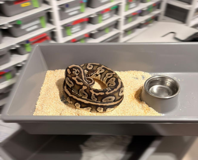 Krakowscy policjanci zabezpieczyli 148 pytonów królewskich