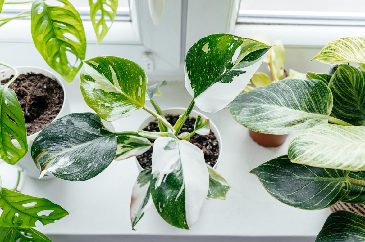 Philodendron 'White Princess'