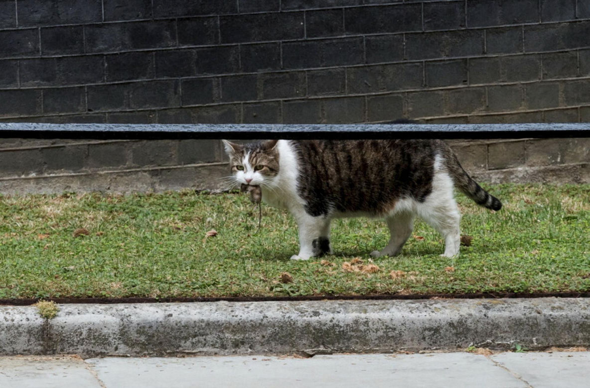 Oto Larry. Chief Mouser to the Gabinet Office