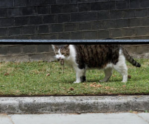Oto Larry. Chief Mouser to the Gabinet Office