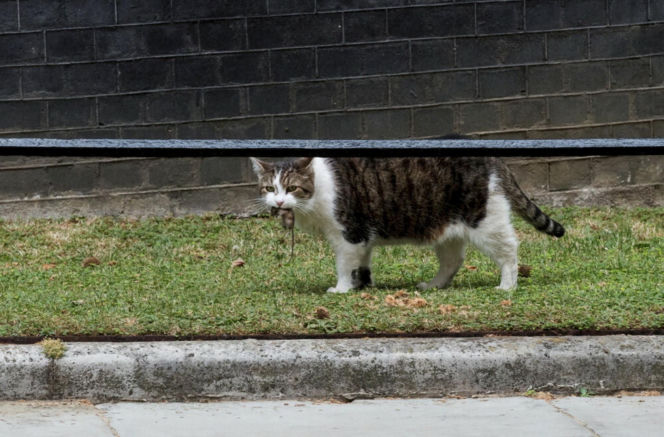 Oto Larry. Chief Mouser to the Gabinet Office