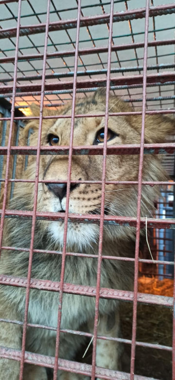 Poznańskie ZOO ratuje dzikie zwierzęta z Ukrainy