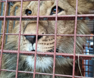 Poznańskie ZOO ratuje dzikie zwierzęta z Ukrainy