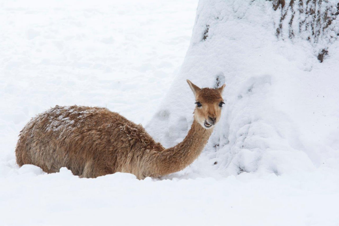 "My się śniegu nie boimy!". Zima zawitała do krakowskiego ZOO