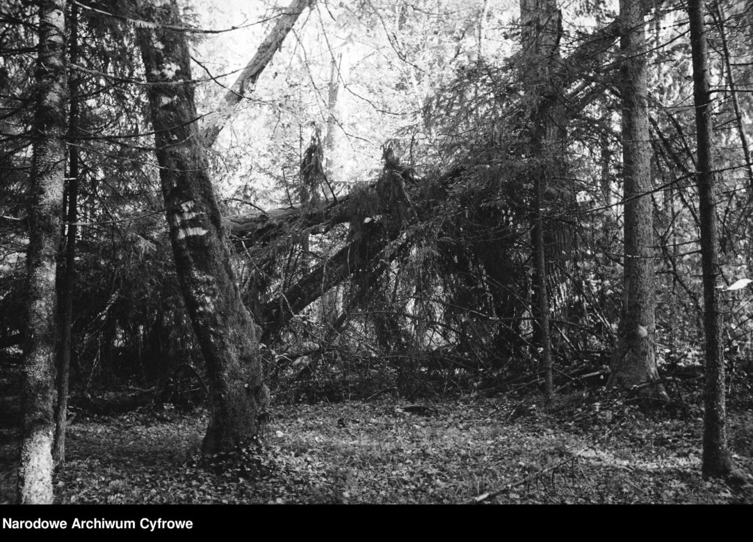 Puszcza Białowieska, 1937 r.