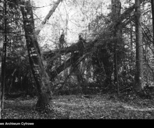 Puszcza Białowieska, 1937 r.