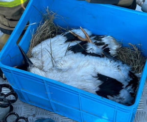 Uratowany ptak został postrzelony