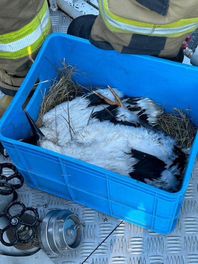 Uratowany ptak został postrzelony