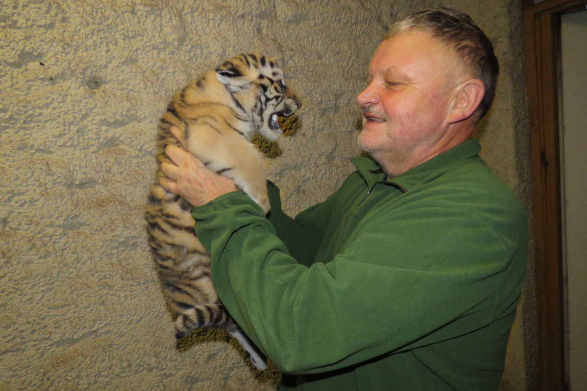 Wielka radość w zamojskim zoo! Na świat przyszły dwa tygryski!