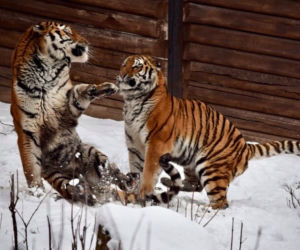 Zimowe harce na śniegu - zwierzaki z płockiego zoo szaleją ZOBACZ ZDJĘCIA!