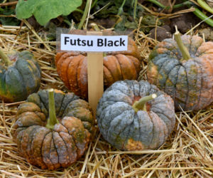 Dynia piżmowa Futsu Black