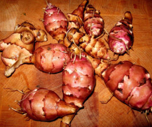 Topinambur: Rolniczy hit!