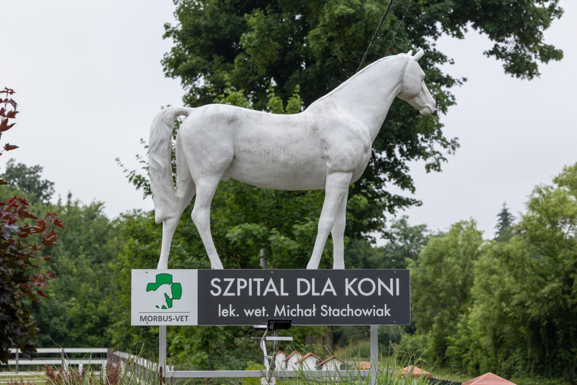 Kupili kucyka dzieciom, a potem o niego nie dbali