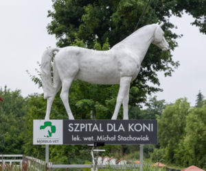Kupili kucyka dzieciom, a potem o niego nie dbali
