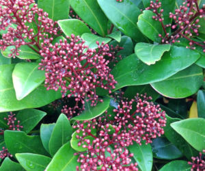 Skimia japońska 'Rubella'