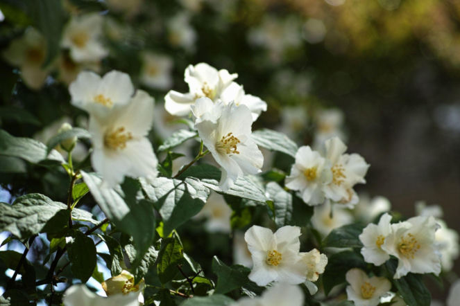 Jaśminowiec bezwonny