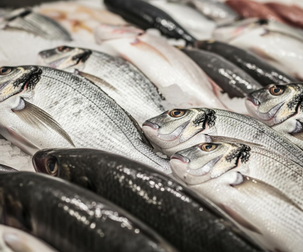 Rzędy ryb leżą na kruszonym lodzie, tworząc kompozycję widoczną z góry pod lekkim kątem. Na pierwszym planie i w środkowej części dominują jasnoszare ryby z wyraźnymi łuskami, ułożone głowami w prawą stronę obrazu, z kilkoma ciemniejszymi plamkami nad oczami i żółto-brązowymi tęczówkami. Pomiędzy nimi, a także na dalszych planach, widoczne są ciemniejsze, prawie czarne ryby z gładkimi, błyszczącymi ciałami, a także kilka jaśniejszych ryb o różowawym odcieniu. Całość oświetlona jest równomiernym światłem, podkreślającym detale łusek i teksturę lodu.