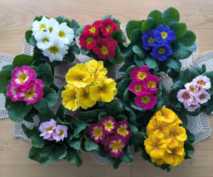 Prymulki w doniczkach