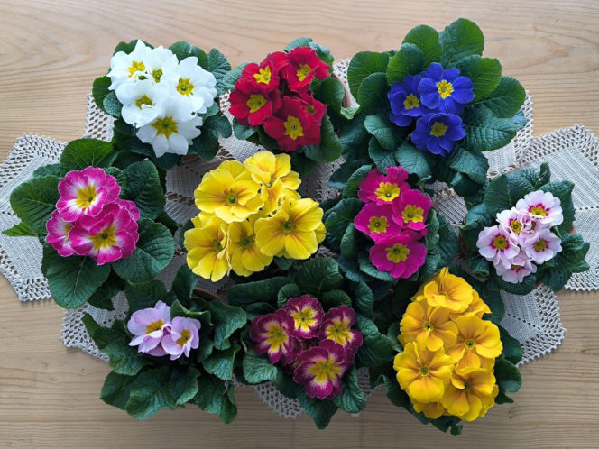 Prymulki w doniczkach